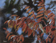 SUMAC