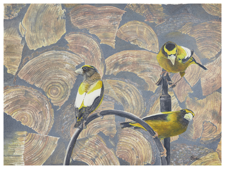 EVENING  GROSBEAKS