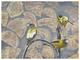 EVENING  GROSBEAKS