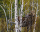 Fall Encounter