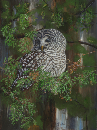Barred Owl