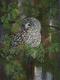 Barred Owl