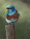 BLUEBIRD