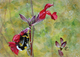 Bumblebee