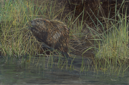 Castor Canadensis The Beaver