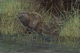 Castor Canadensis The Beaver