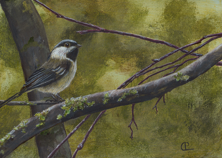 Chickadee 11