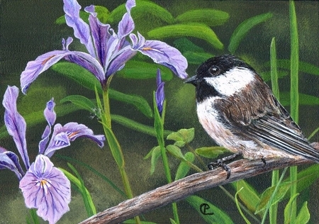 Chickadee 13