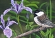 Chickadee 13