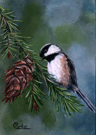 Chickadee 6
