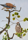 Courtship