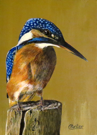 Eisvogel Alcedo atthis