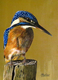 Eisvogel Alcedo atthis
