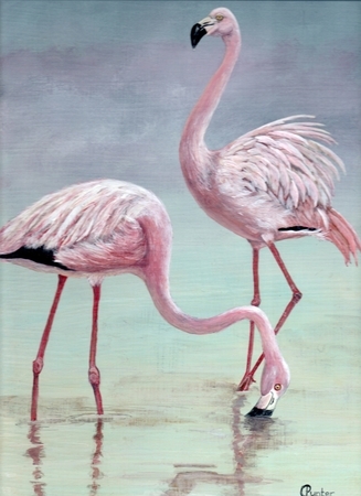 Flamingos