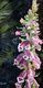 Foxglove