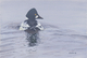 GOLDENEYE