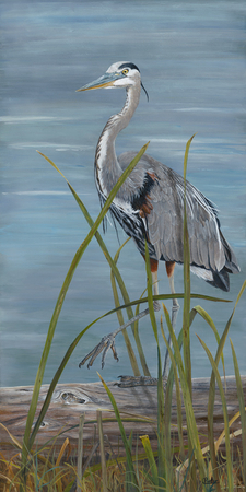 Great Blue Heron