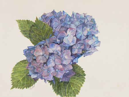 Hydrangea