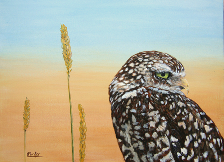 BURROWING OWL