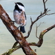Chickadee 10