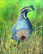 On the Lookout (California Quail)