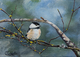 CHICKADEE 2
