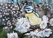 chickadee 4 with blooming apricots