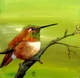 Rufous Hummingbird