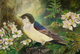SWALLOW