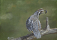 Little Quail