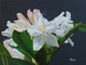 One Dazzling Blossom (Rhododendron)