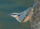 Climbing  Red breasted Nuthatch