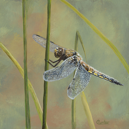 Dragonfly