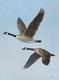 Canada Geese