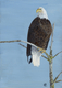 HighWatch  BaldEagle