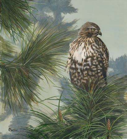 Juvenile RedTailed Hawk