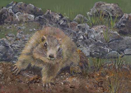 Marmot's Greeting
