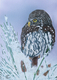 Pygmy Owl