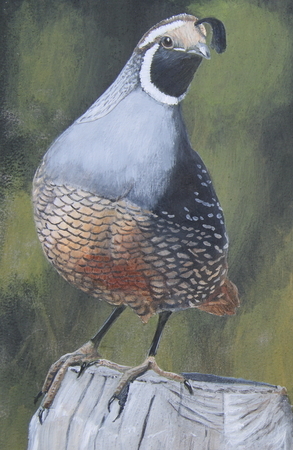 QUAIL