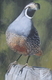 QUAIL