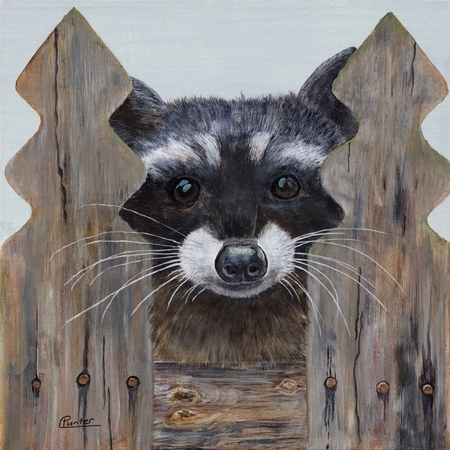 Raccoon