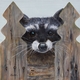 Raccoon