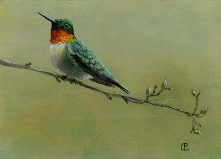 ruby-throated hummingbird
