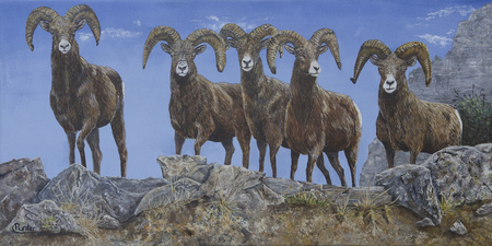 BIGHORN SHEEP