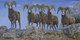 BIGHORN SHEEP