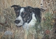 Skye