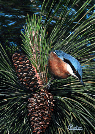 NUTHATCH  red bellied nuthatch