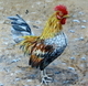 Where is my Hen
